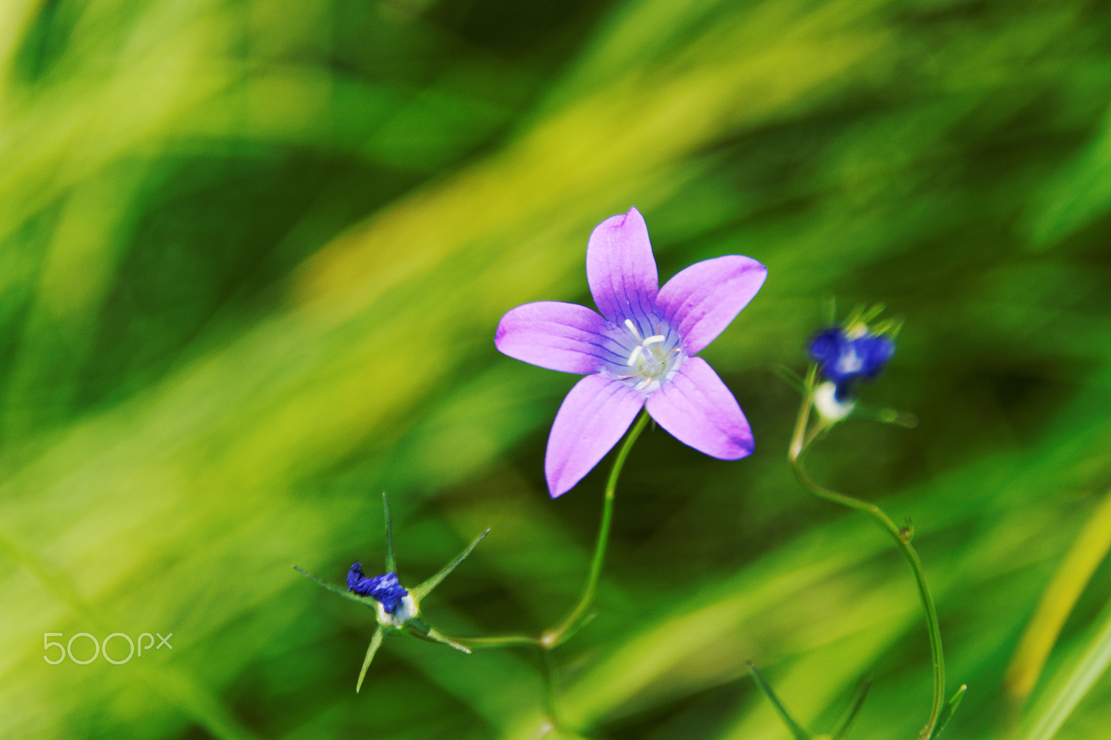 Sony DT 18-250mm F3.5-6.3 sample photo. Beauty hiding in the grass photography