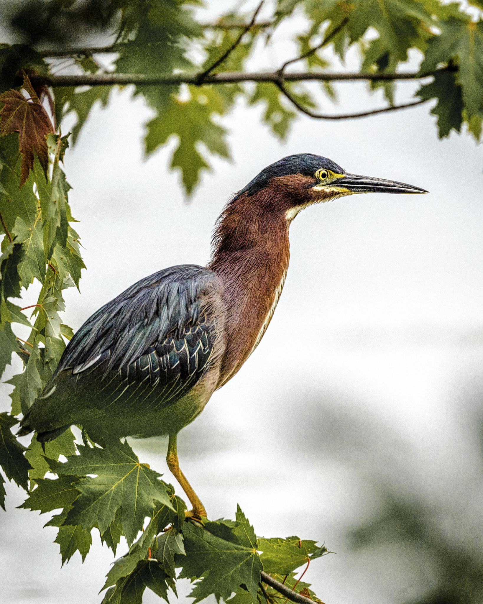 Nikon D7000 + Nikon AF-S Nikkor 80-400mm F4.5-5.6G ED VR sample photo. Green heron photography