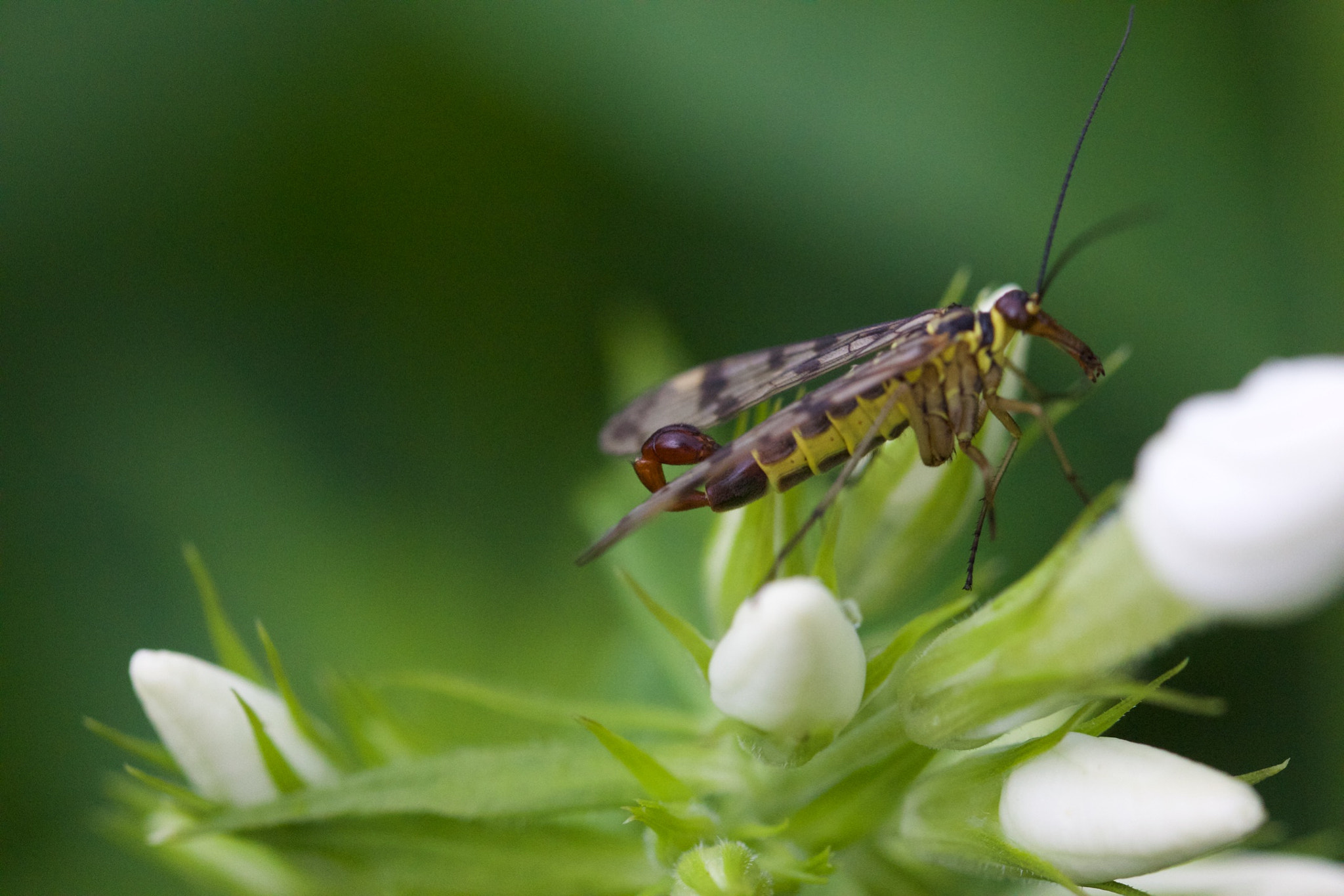 Canon EOS 650D (EOS Rebel T4i / EOS Kiss X6i) + Canon EF 100mm F2.8L Macro IS USM sample photo. Scorpionfly photography