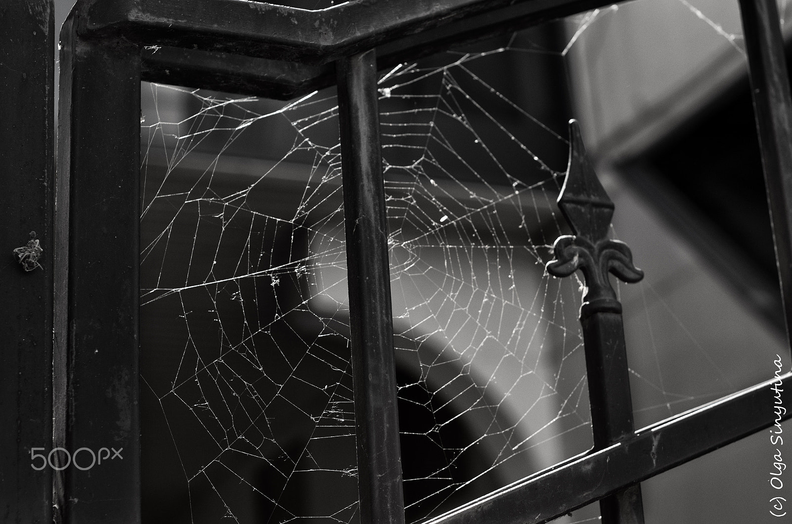 Pentax K-5 IIs + A Series Lens sample photo. Spider's web photography