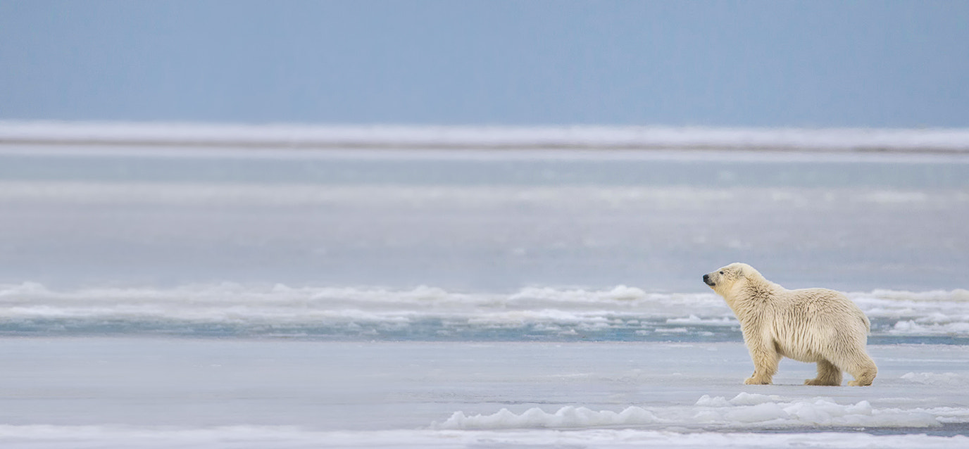 Canon EOS 7D Mark II + Canon EF 200-400mm F4L IS USM Extender 1.4x sample photo. The little prince photography