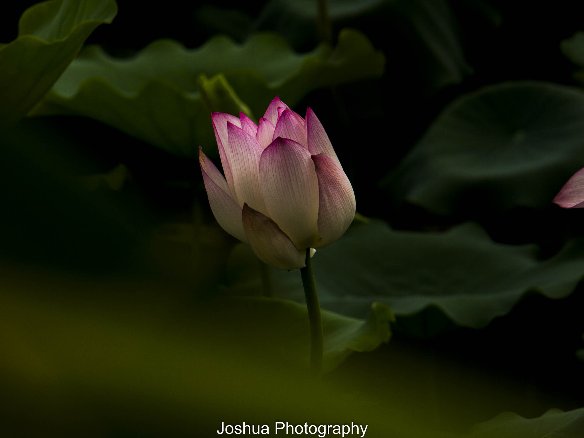 Panasonic Lumix G Vario 45-200mm F4-5.6 OIS sample photo. _1130559.jpg photography