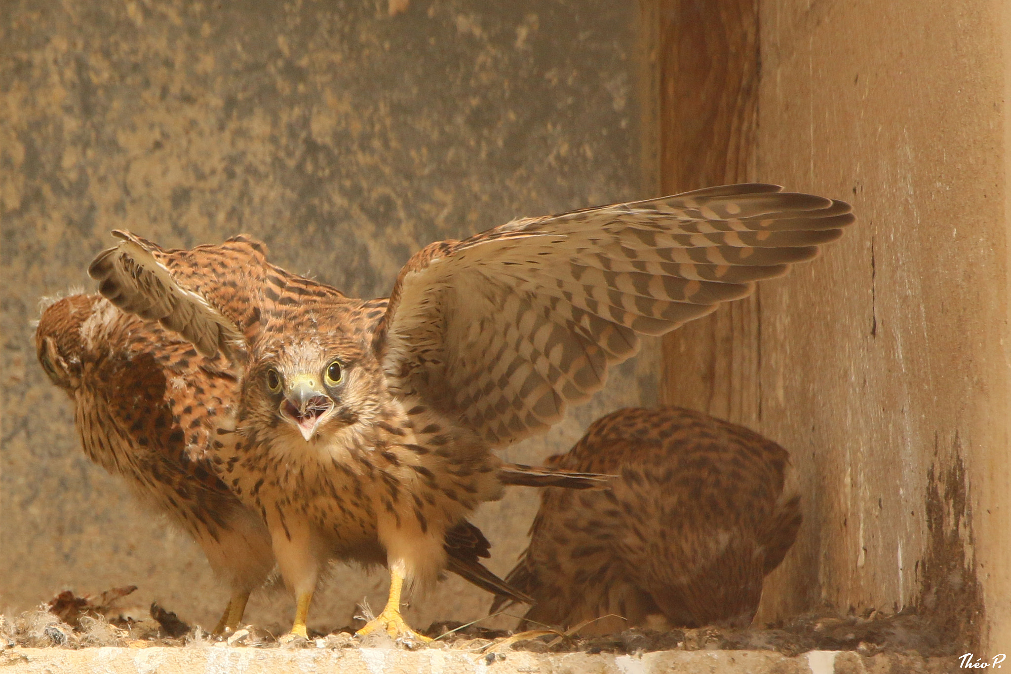Canon EF 300mm F2.8L IS USM sample photo. Kestrel / faucon crécerelle photography