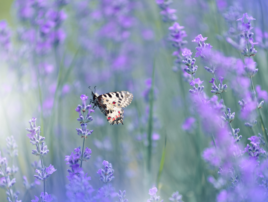 ~~~*~~~ by Juliana Nan on 500px.com