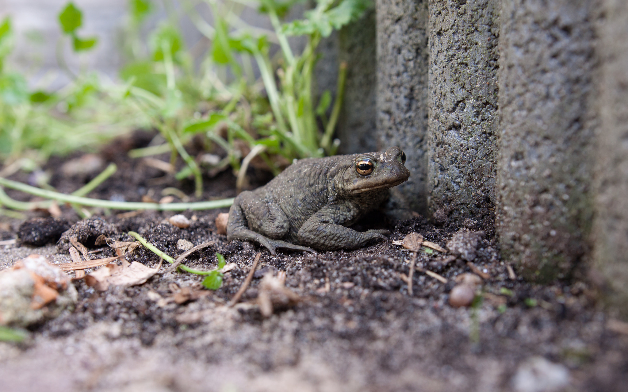 Sigma 18-35mm f/1.8 DC HSM sample photo. Bufo bufo photography