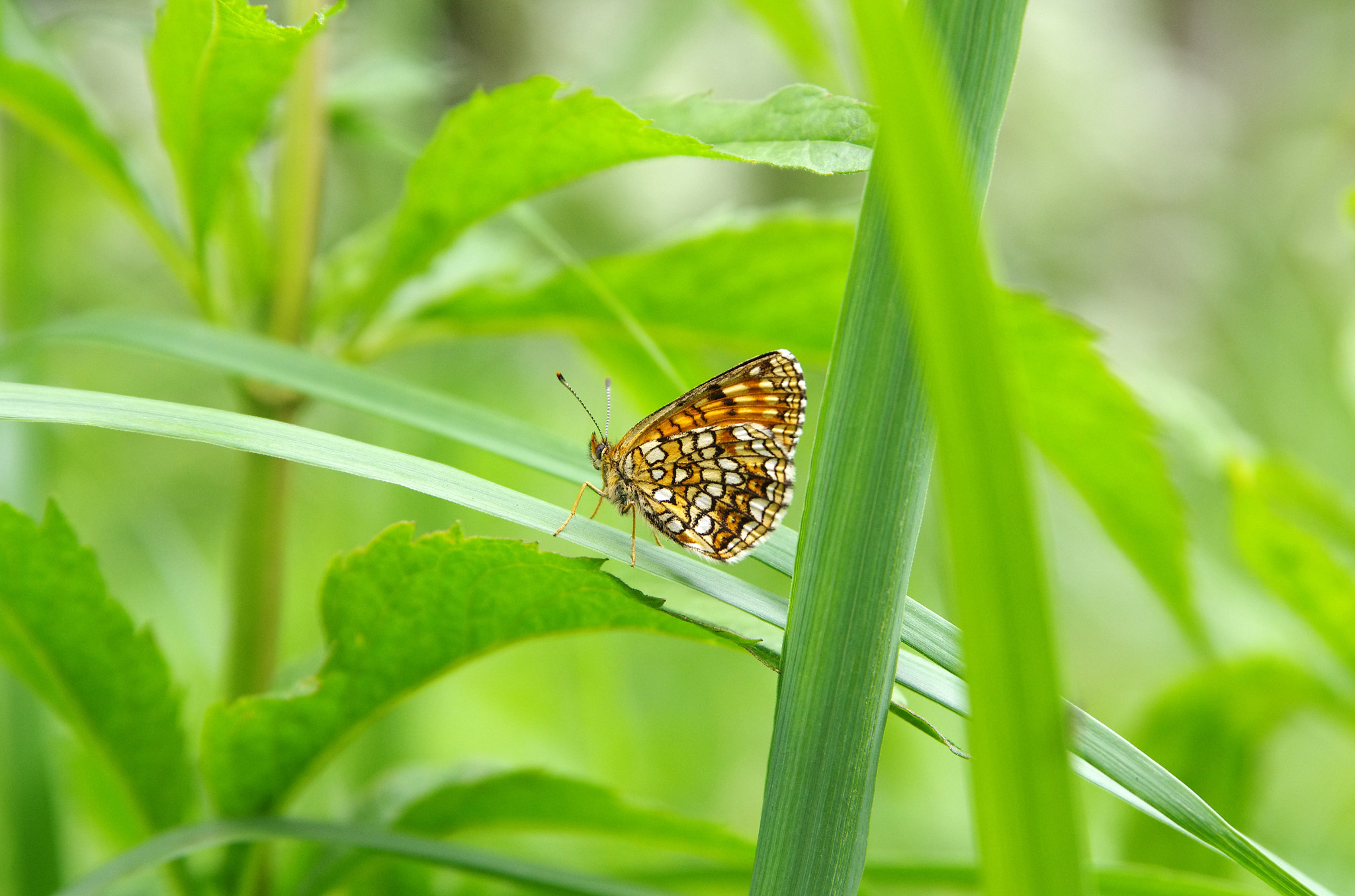 Tamron AF 28-75mm F2.8 XR Di LD Aspherical (IF) sample photo. *** photography