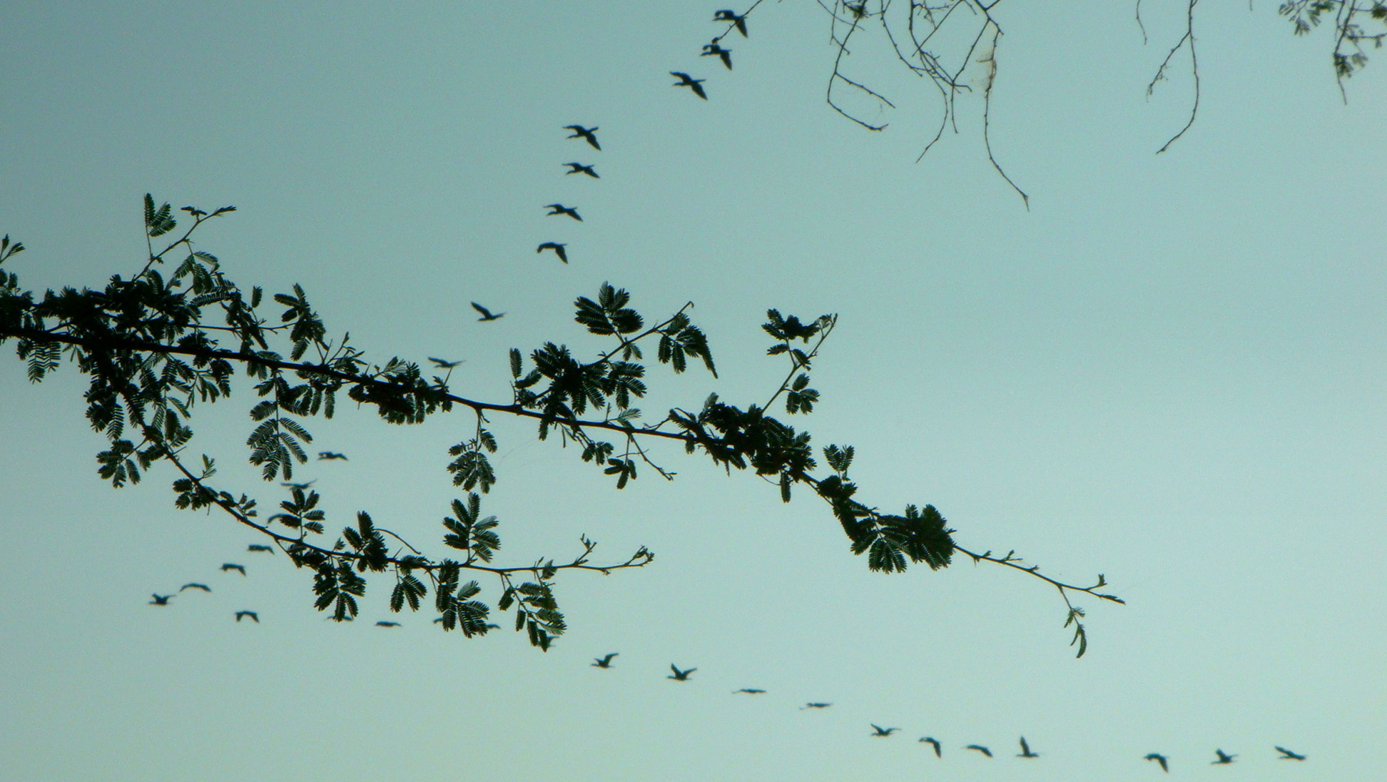 Sony DSC-T77 sample photo. Leaves can fly..... photography