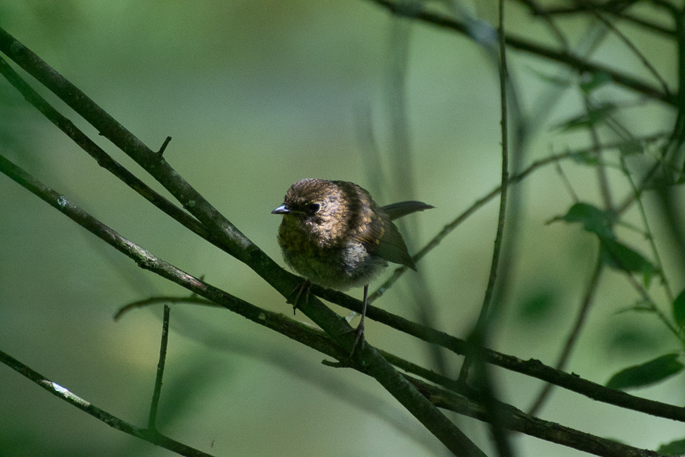 Nikon D3100 + Sigma 70-300mm F4-5.6 DG OS sample photo. 1234-1093.jpg photography