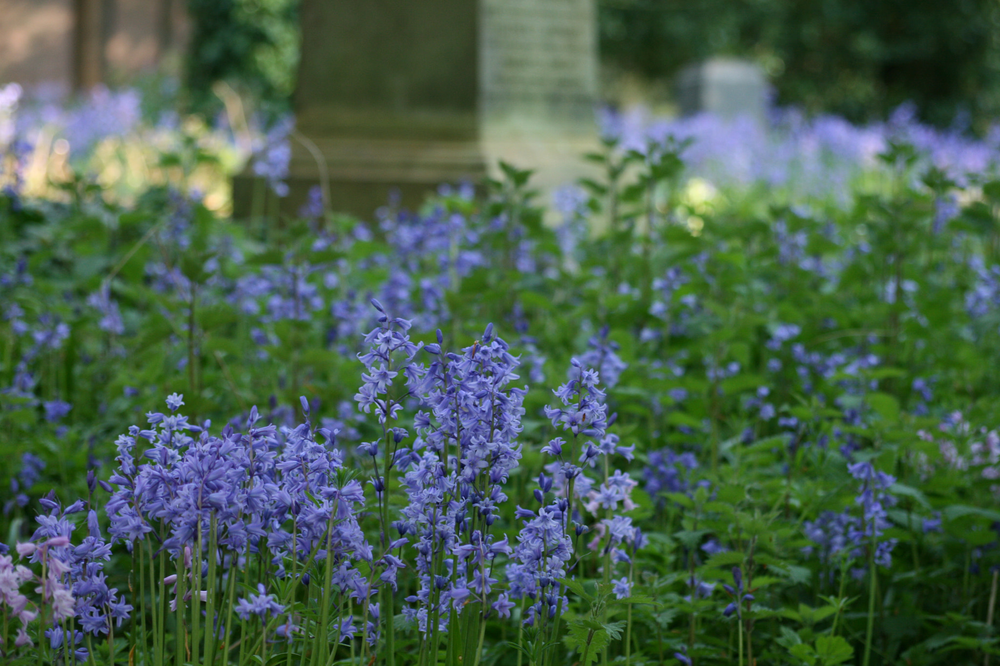Sigma 55-200mm f/4-5.6 DC sample photo