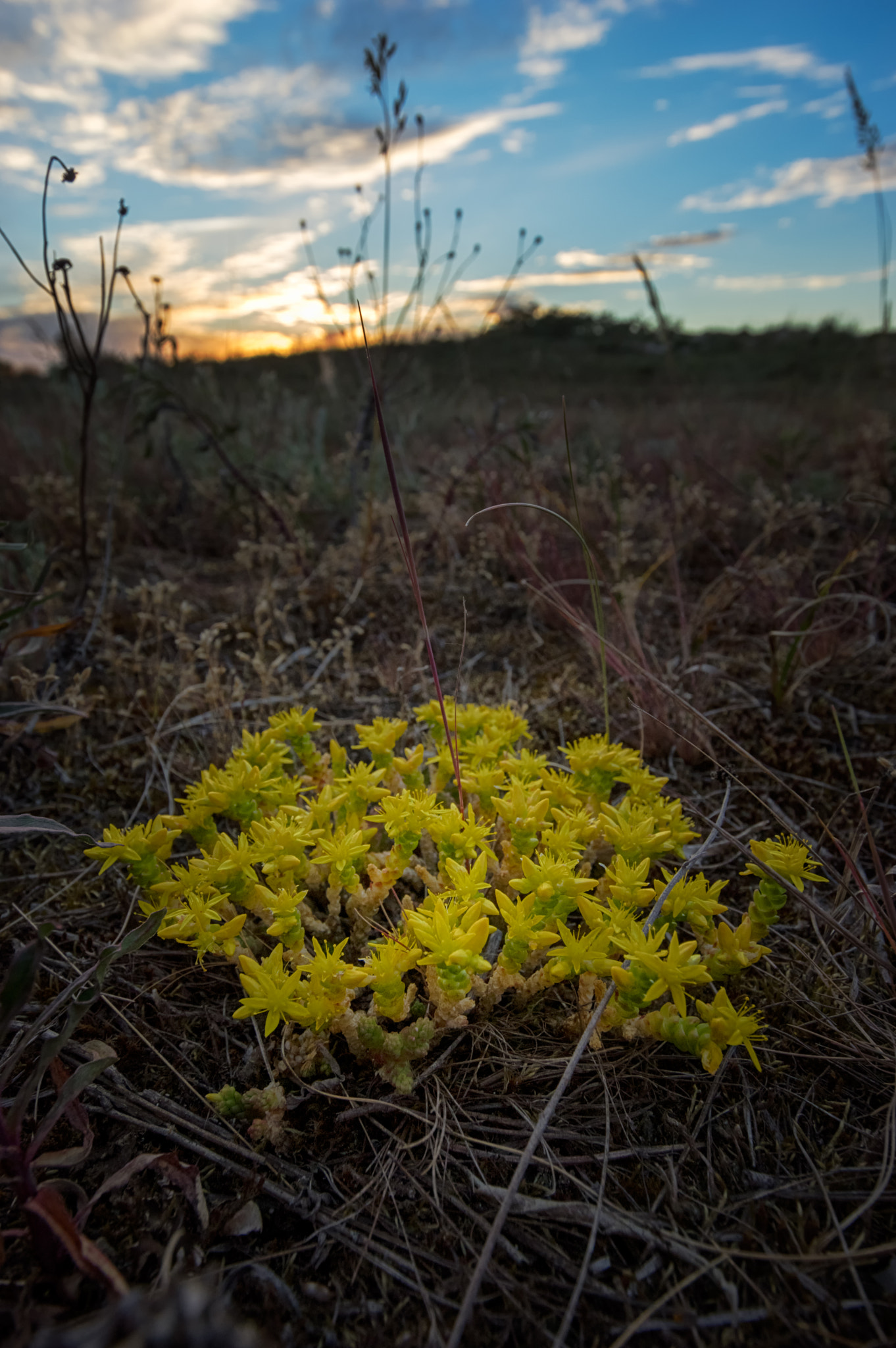 Sigma 10-20mm F3.5 EX DC HSM sample photo. Yellow beach flowers photography