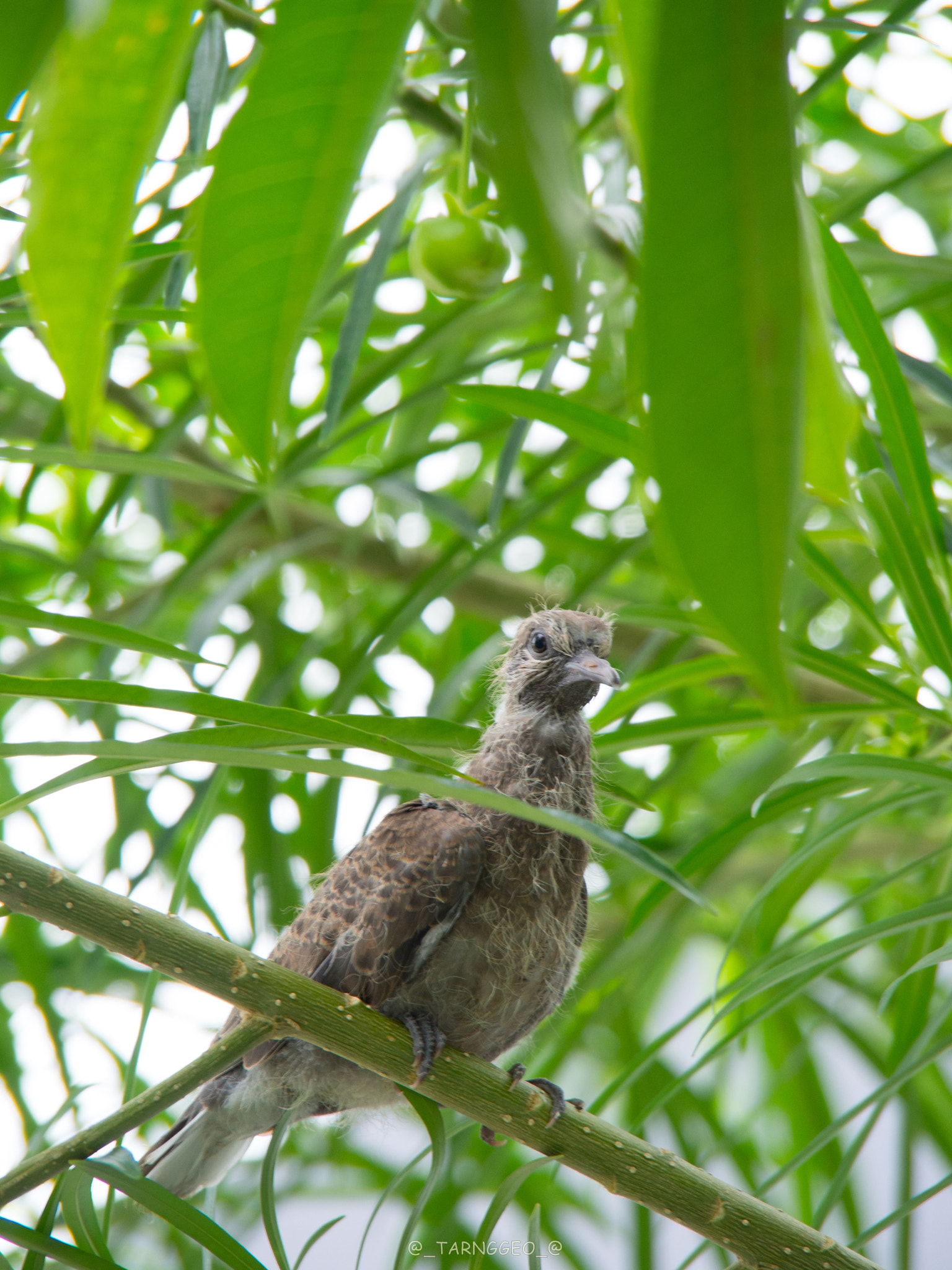 OLYMPUS M.14-150mm F4.0-5.6 II sample photo. A young bird who  can't fly  waiting for the parents. photography