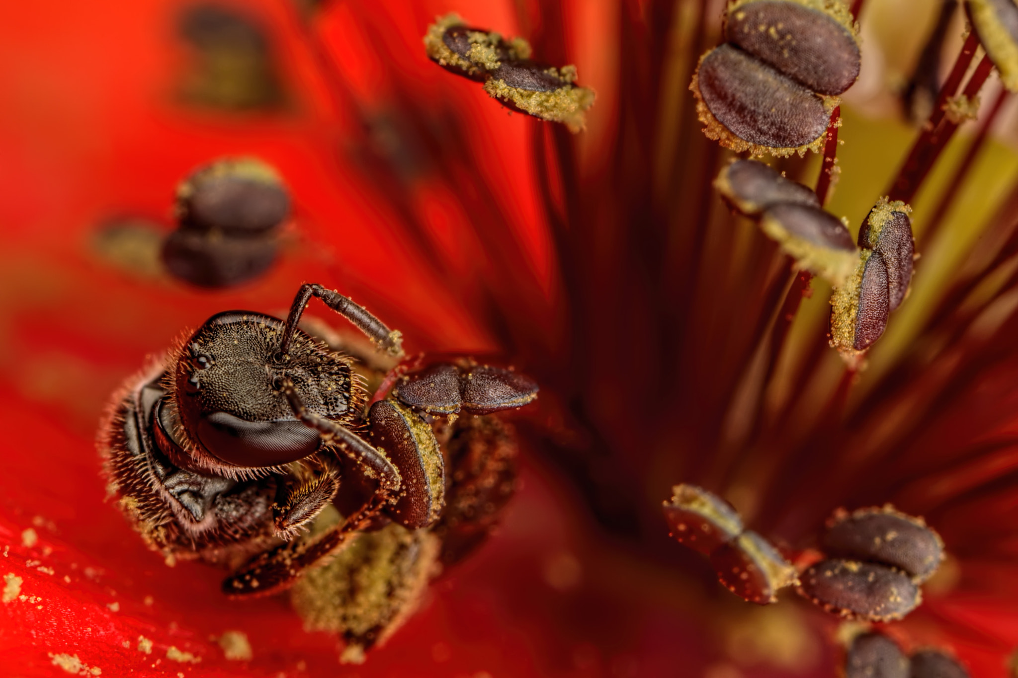 Canon MP-E 65mm F2.5 1-5x Macro Photo sample photo. Sweat bee gathering poppy pollen photography