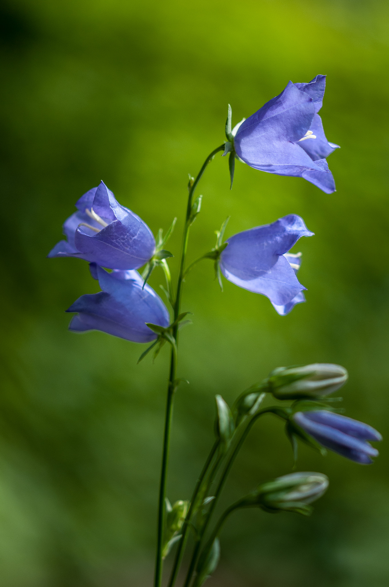 Sigma 105mm F2.8 EX DG OS HSM sample photo. Bellflower 2 photography