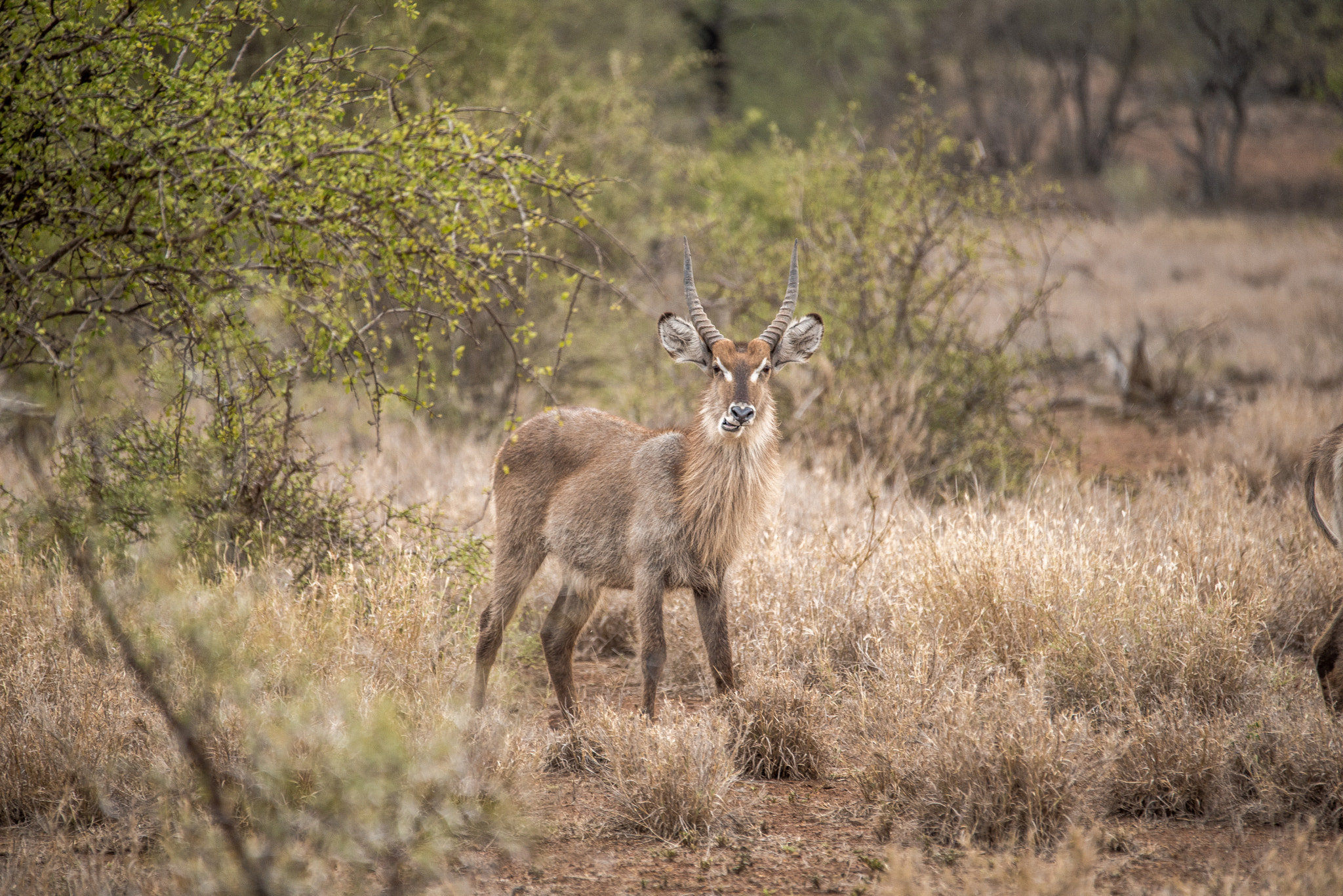 Sigma 120-400mm F4.5-5.6 DG OS HSM sample photo. Waterbuck photography