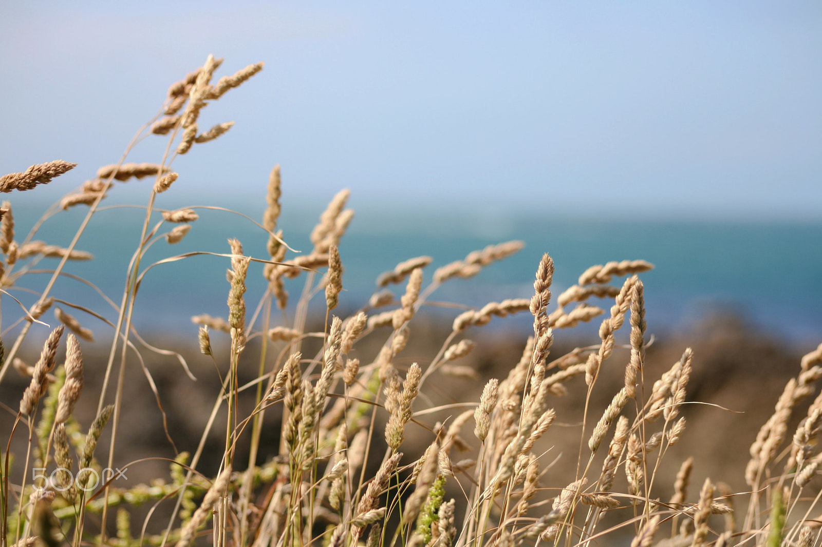 Sigma 55-200mm f/4-5.6 DC sample photo. Weeds photography