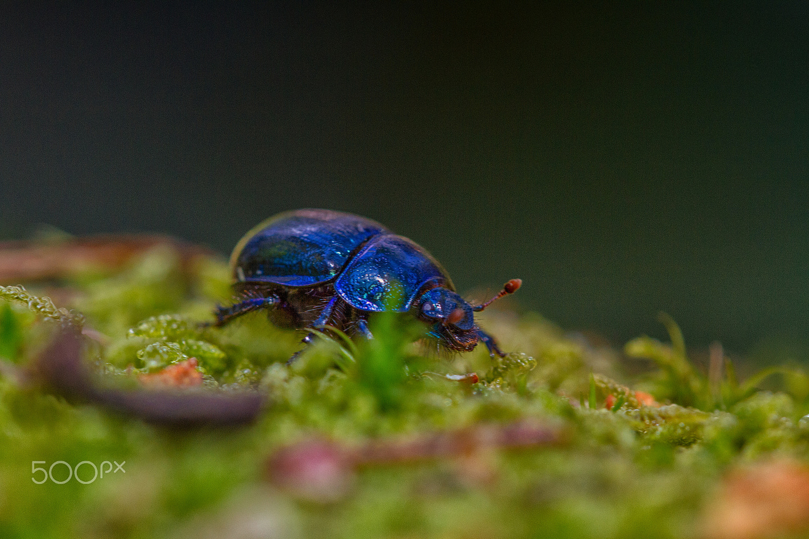 Sigma APO Macro 150mm f/2.8 EX DG HSM sample photo. Anoplotrupes stercorosus photography