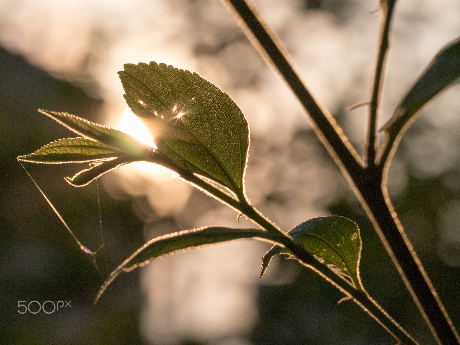 Olympus PEN E-PM1 sample photo. Sunrise photography