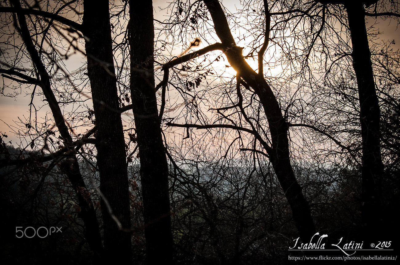 AF Zoom-Nikkor 28-70mm f/3.5-4.5D sample photo. Trees, my home photography