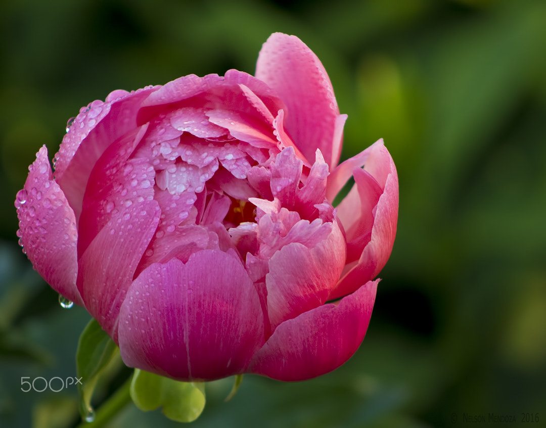 Canon EF 75-300mm f/4-5.6 USM sample photo. After the rain photography