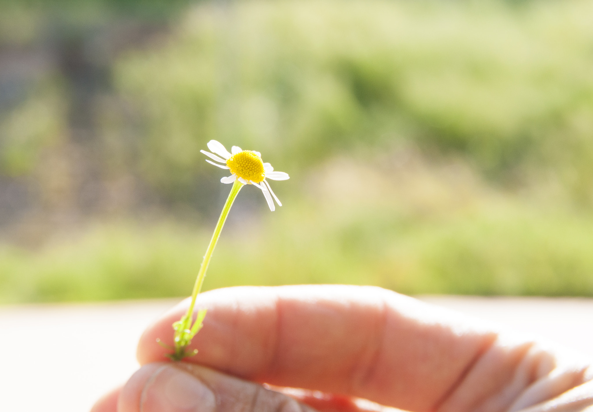 Nikon D300S sample photo. A flower for you photography