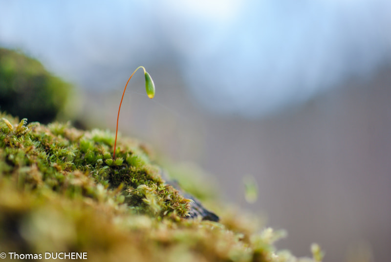 Pentax K10D + smc PENTAX-F MACRO 50mm F2.8 sample photo. Lonely moss photography