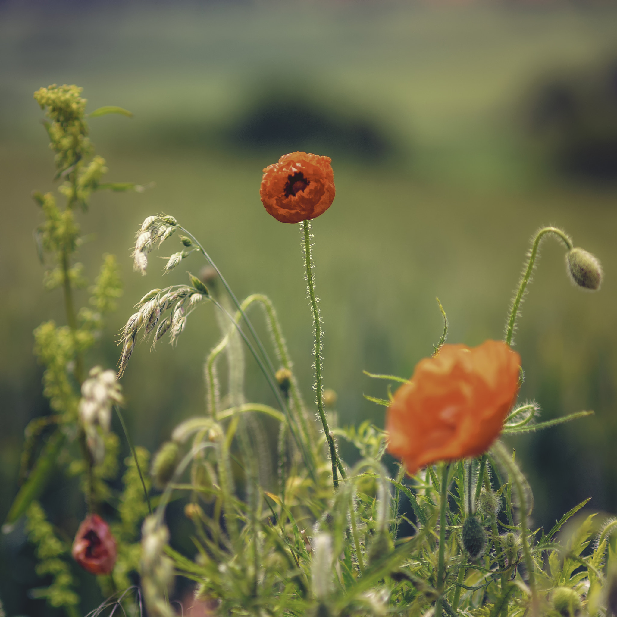 Sony a7 + Minolta AF 70-210mm F4 Macro sample photo. Depth of (poppy) field photography