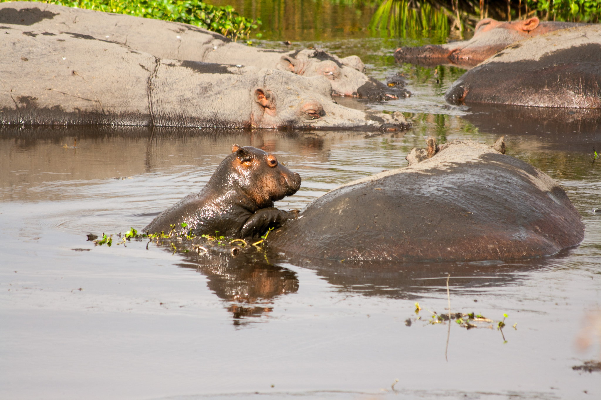 Canon EF 70-300mm F4-5.6 IS USM sample photo. I don't want to swim any more! photography