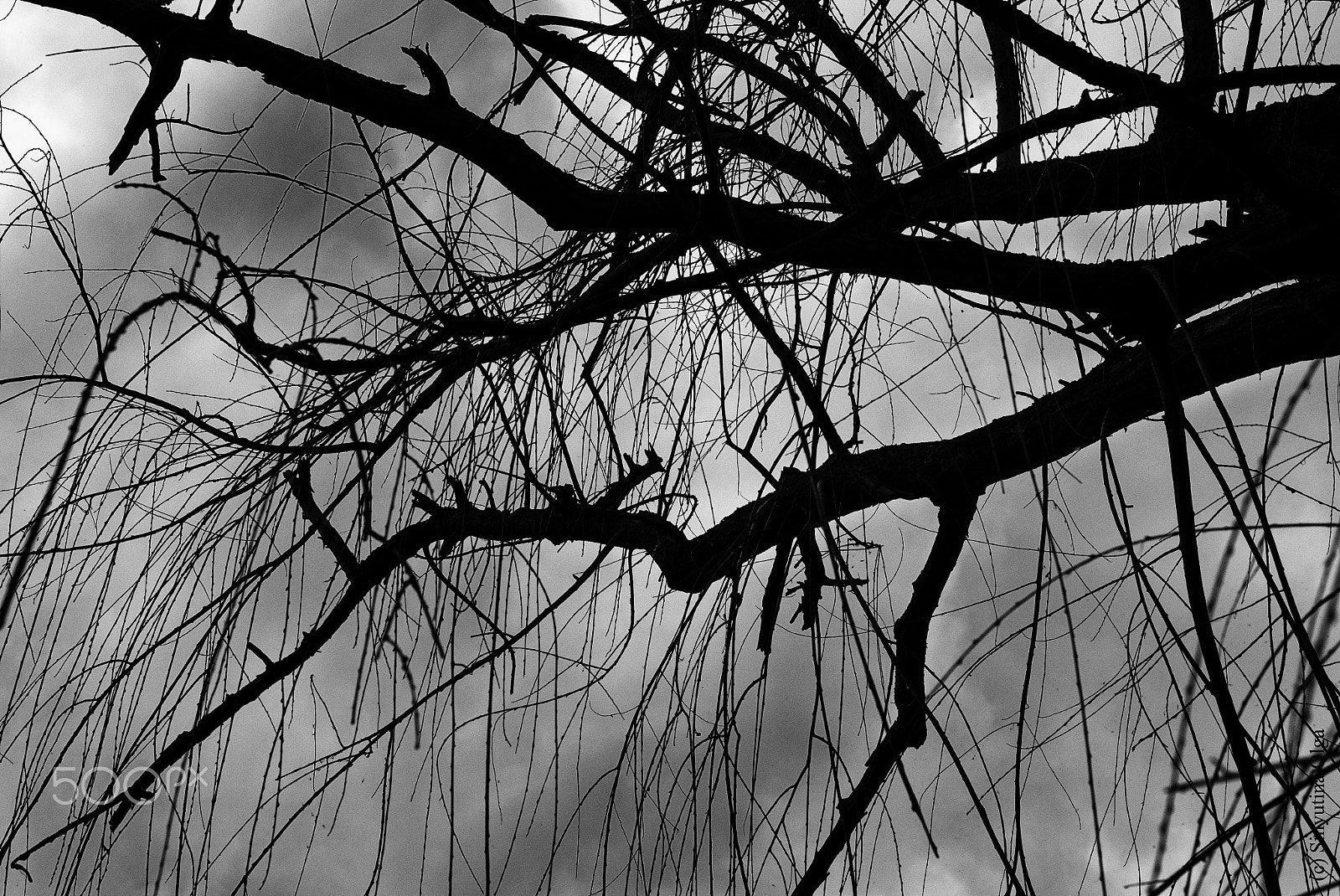 Pentax K-5 IIs + A Series Lens sample photo. Branches photography