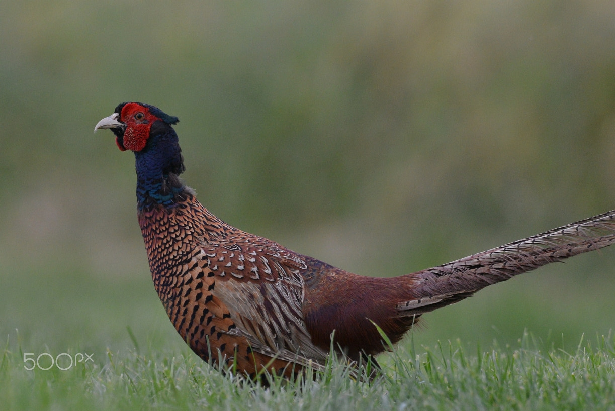 Nikon AF-S Nikkor 400mm F2.8G ED VR II sample photo. Fasan (phasianus colchicus) photography