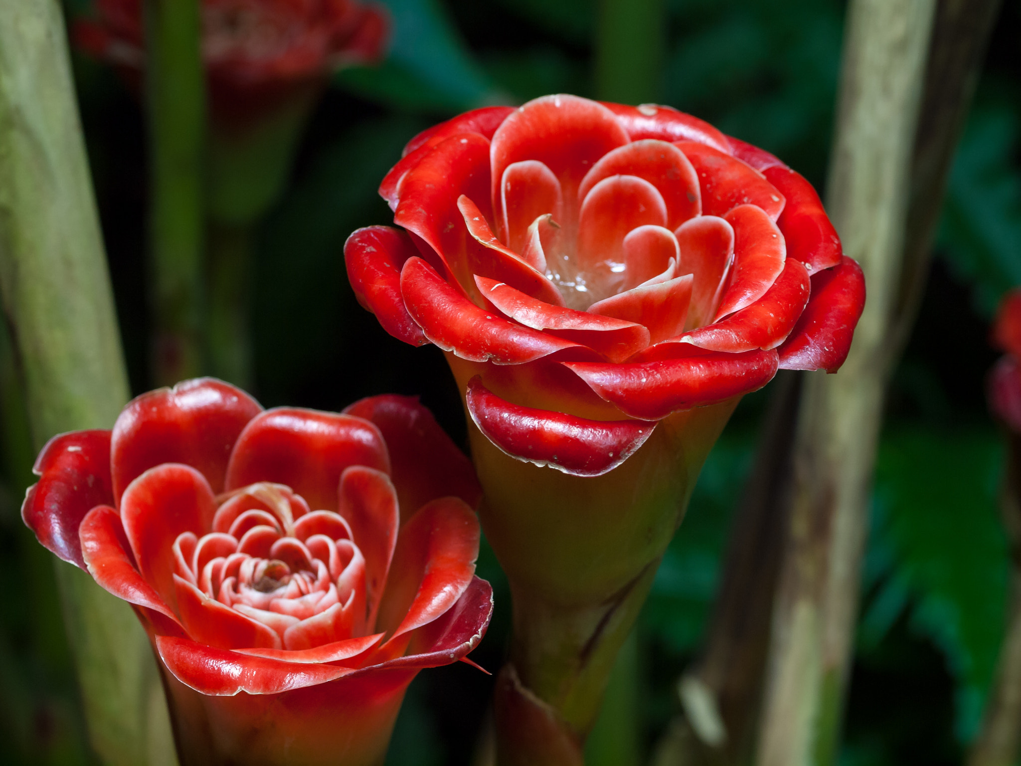 Olympus E-620 (EVOLT E-620) sample photo. Siam rose torch ginger (etlingera corneri) photography