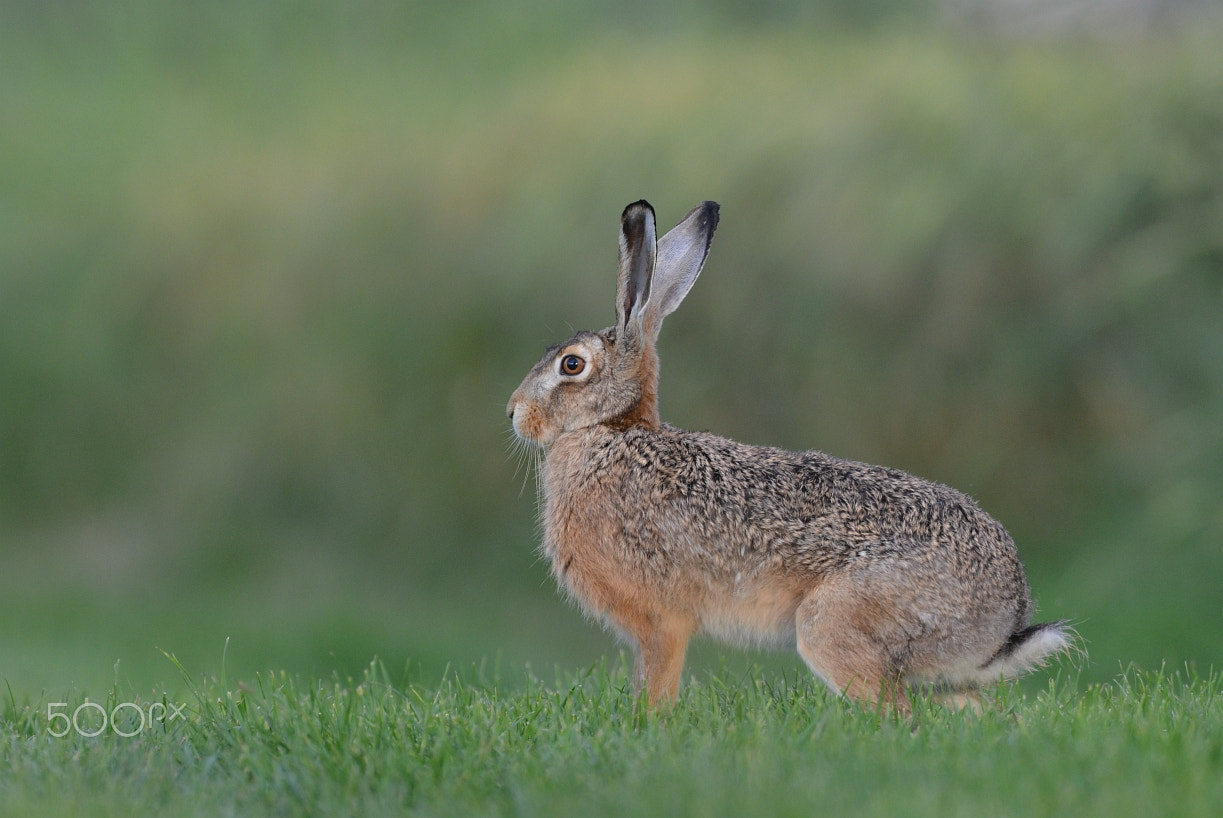 Nikon D800 + Nikon AF-S Nikkor 400mm F2.8G ED VR II sample photo. Feldhase (lepus europaeus) photography