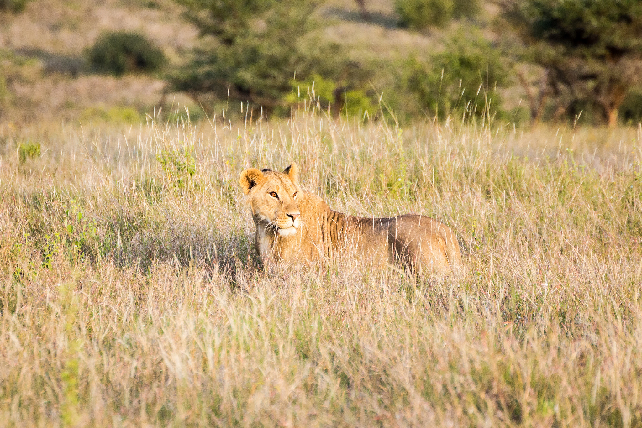 Canon EOS 600D (Rebel EOS T3i / EOS Kiss X5) + Tamron SP 70-300mm F4-5.6 Di VC USD sample photo. Lioness in lewa photography