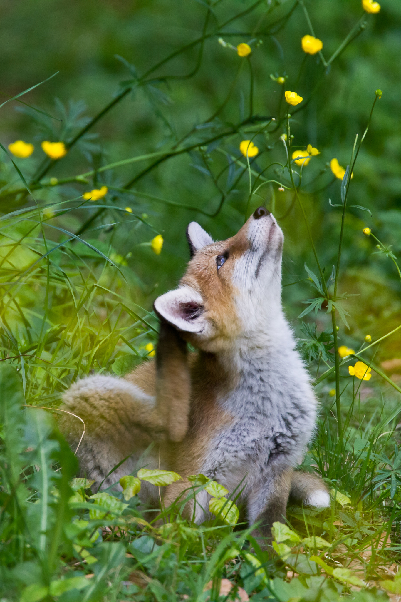 Canon EF 500mm F4L IS USM sample photo. Red fox puppy photography