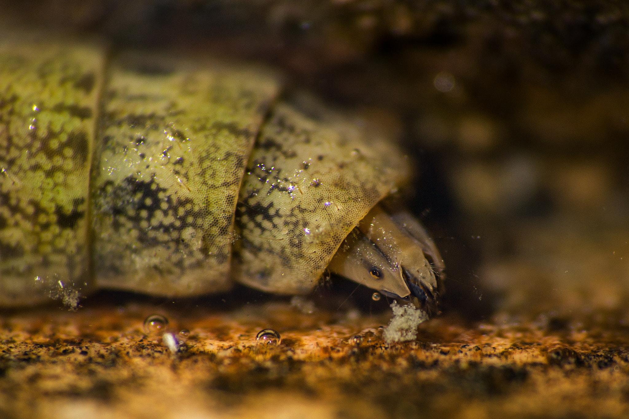 Sony DT 55-200mm F4-5.6 SAM sample photo. Pond monster photography