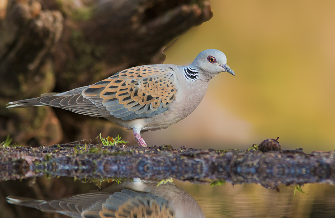 Canon EF 300mm F4L IS USM sample photo. Zomertortel / european turtle dove photography