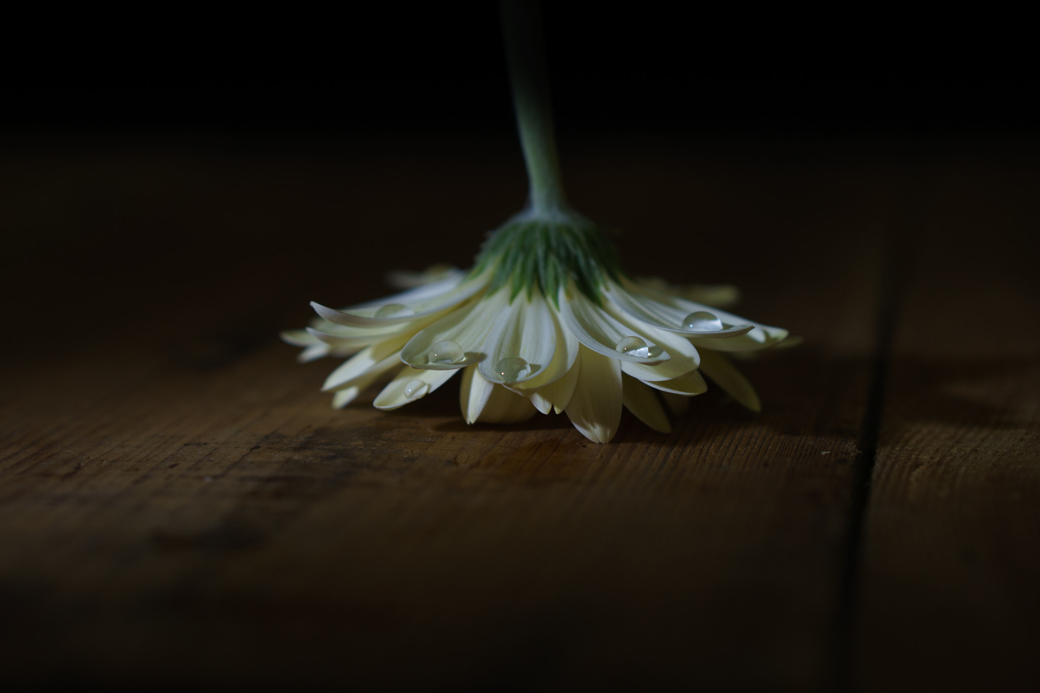 E 50mm F1.8 OSS sample photo. Flower and drops photography