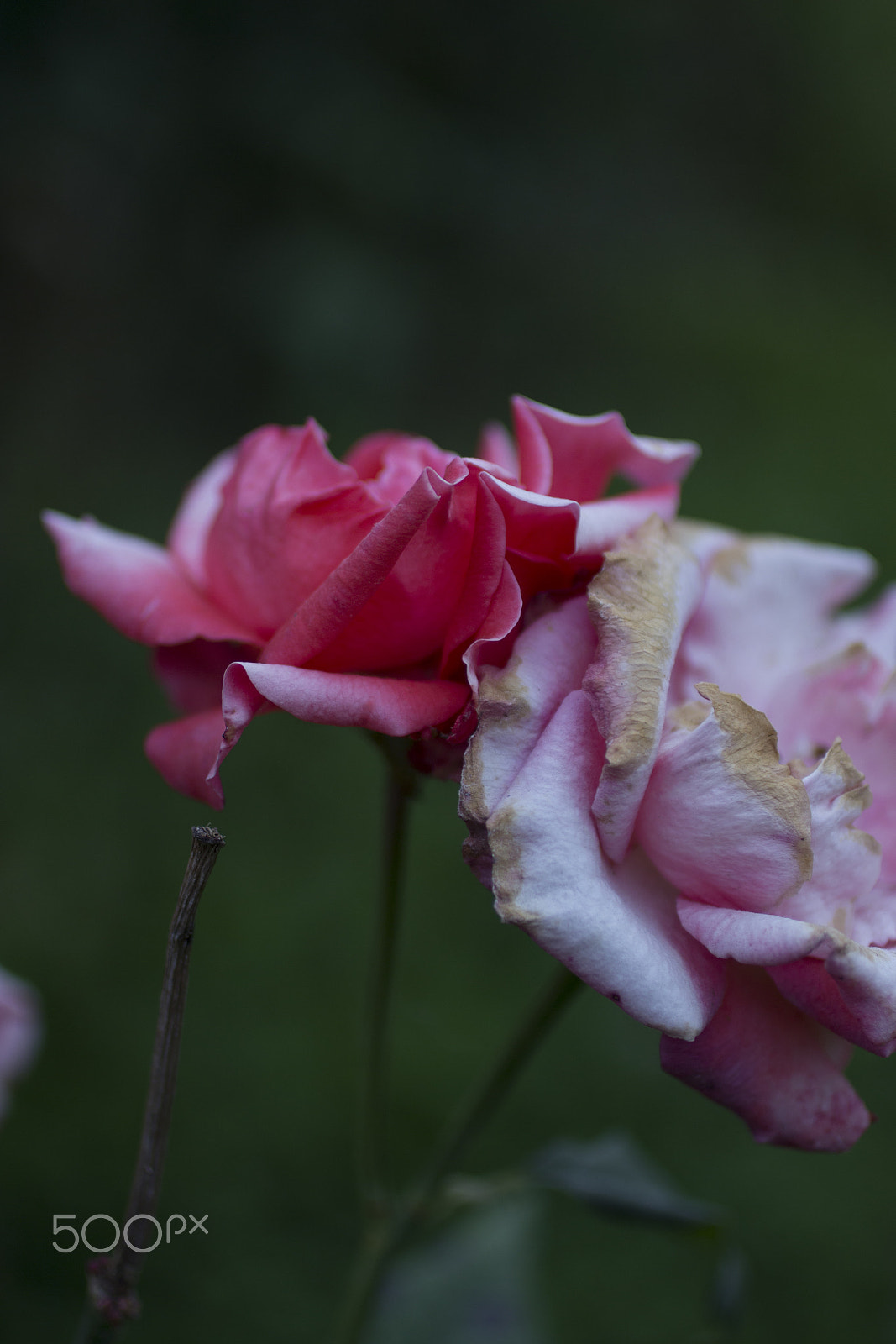 Canon EOS 600D (Rebel EOS T3i / EOS Kiss X5) + Canon EF 50mm F2.5 Macro sample photo. Evening roses photography