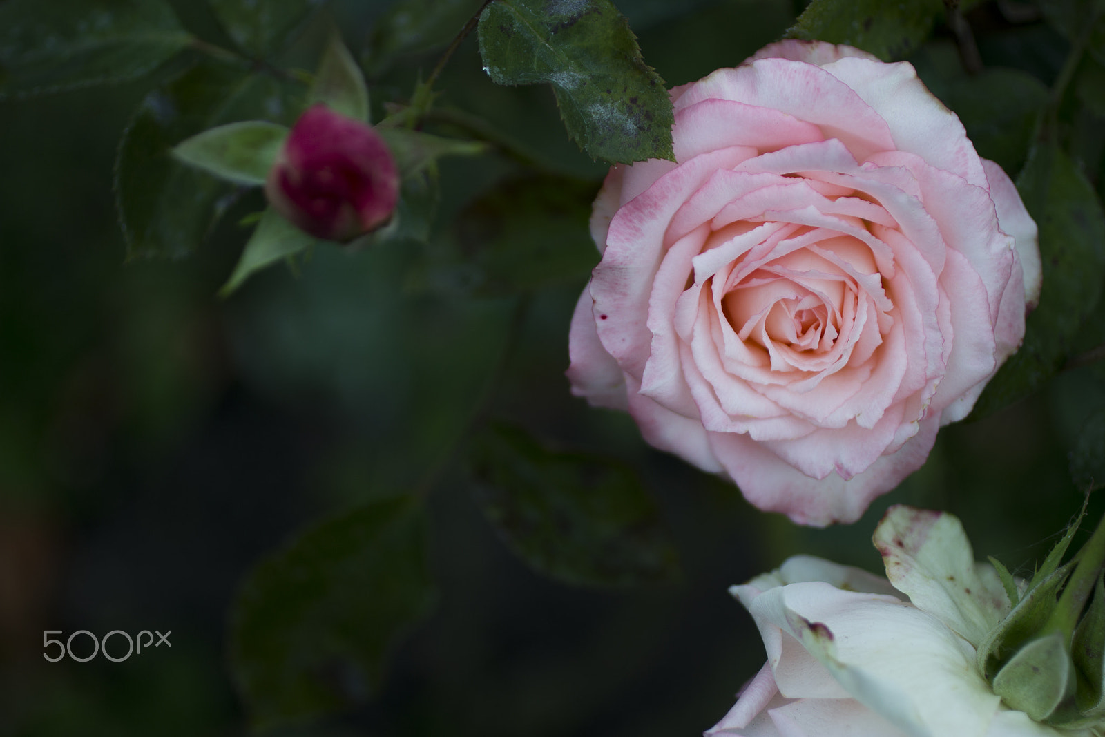 Canon EOS 600D (Rebel EOS T3i / EOS Kiss X5) + Canon EF 50mm F2.5 Macro sample photo. Evening roses photography
