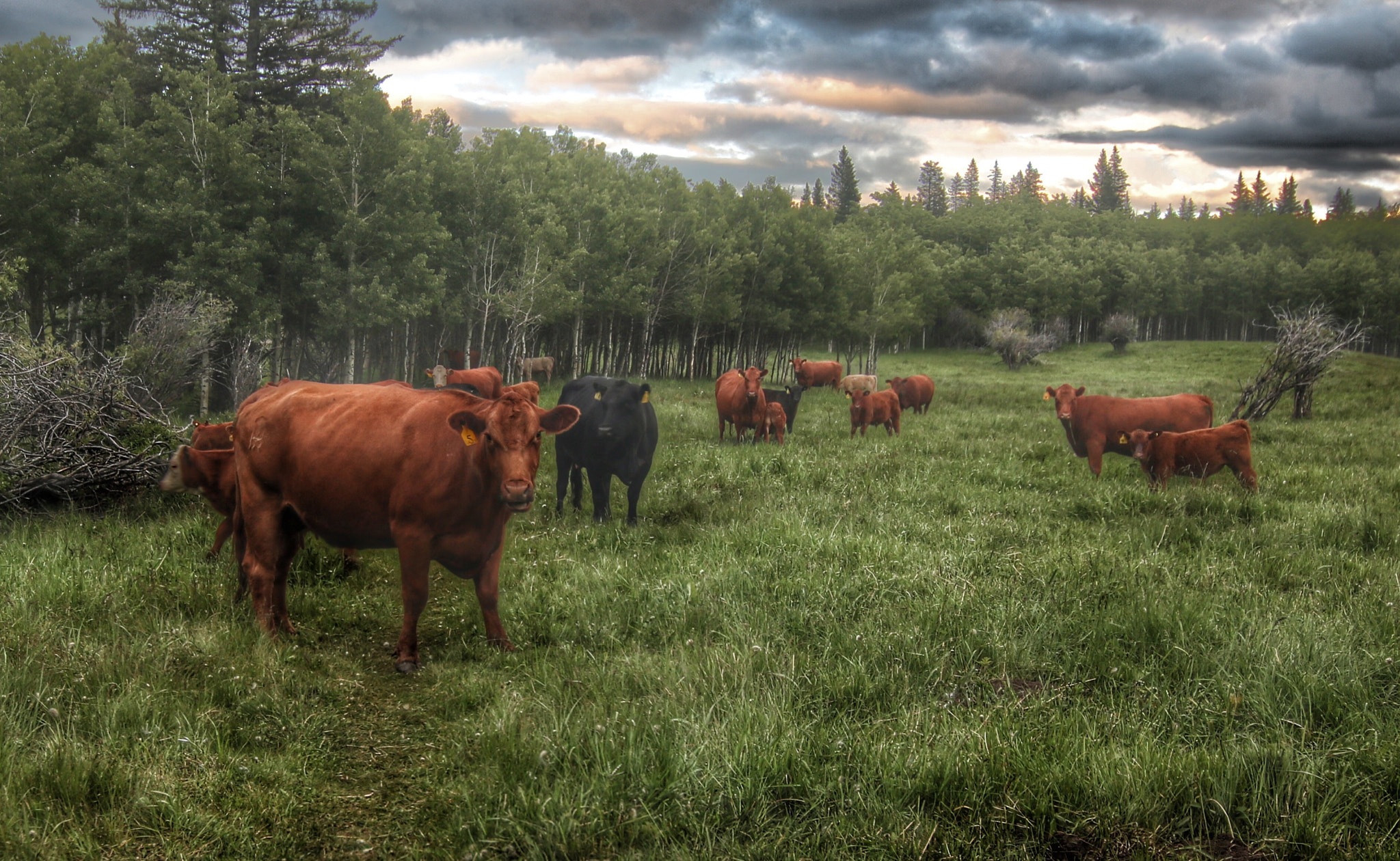 Canon EOS 760D (EOS Rebel T6s / EOS 8000D) + Canon 11-20mm sample photo. Cows on guard photography