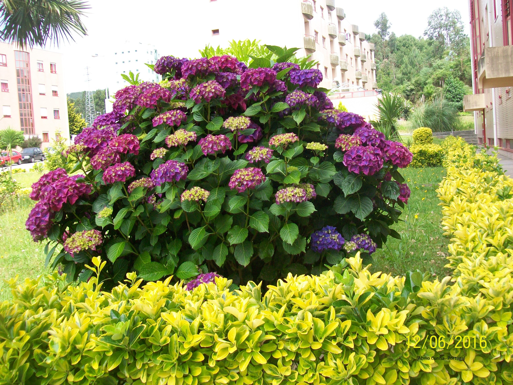 Kodak EasyShare C913 sample photo. Jardins de portugal o gosto pelas flores photography