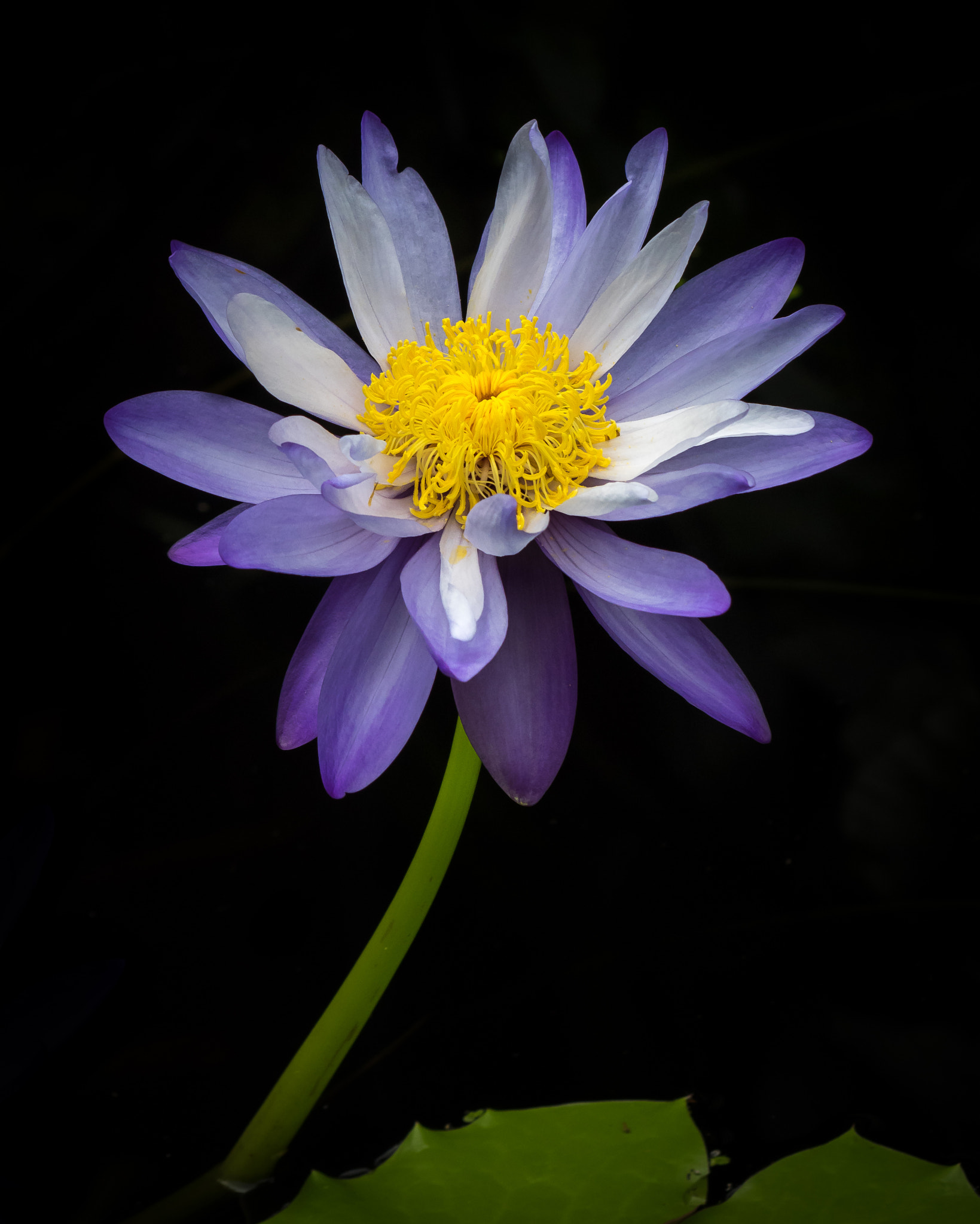 Olympus Zuiko Digital ED 70-300mm F4.0-5.6 sample photo. Water lily photography