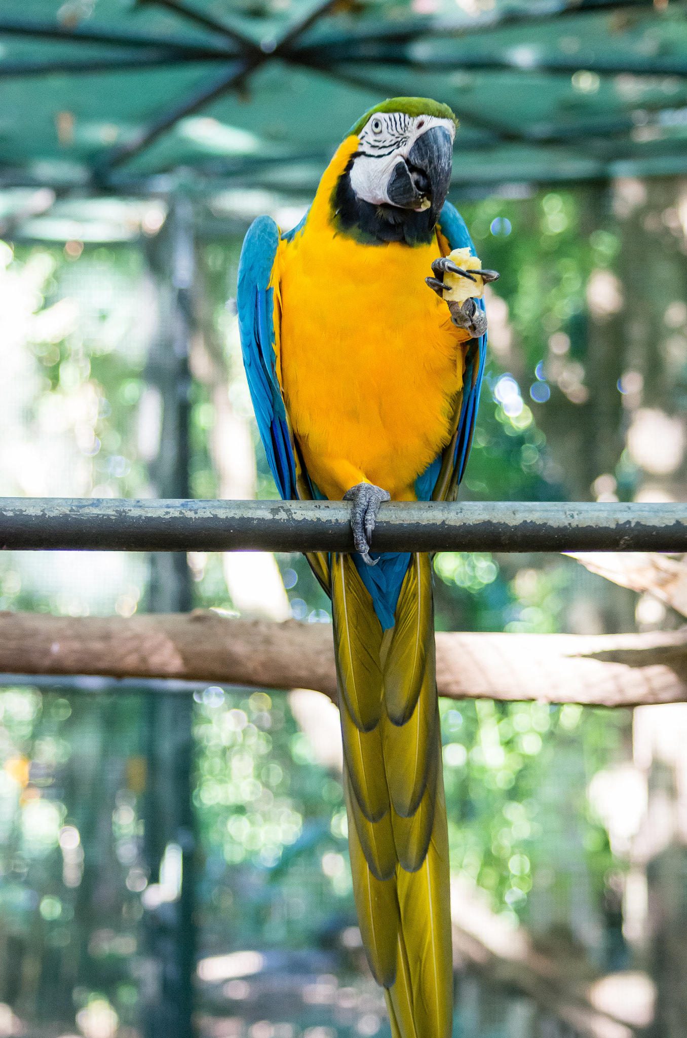 Pentax K-5 sample photo. Yellow and blue photography