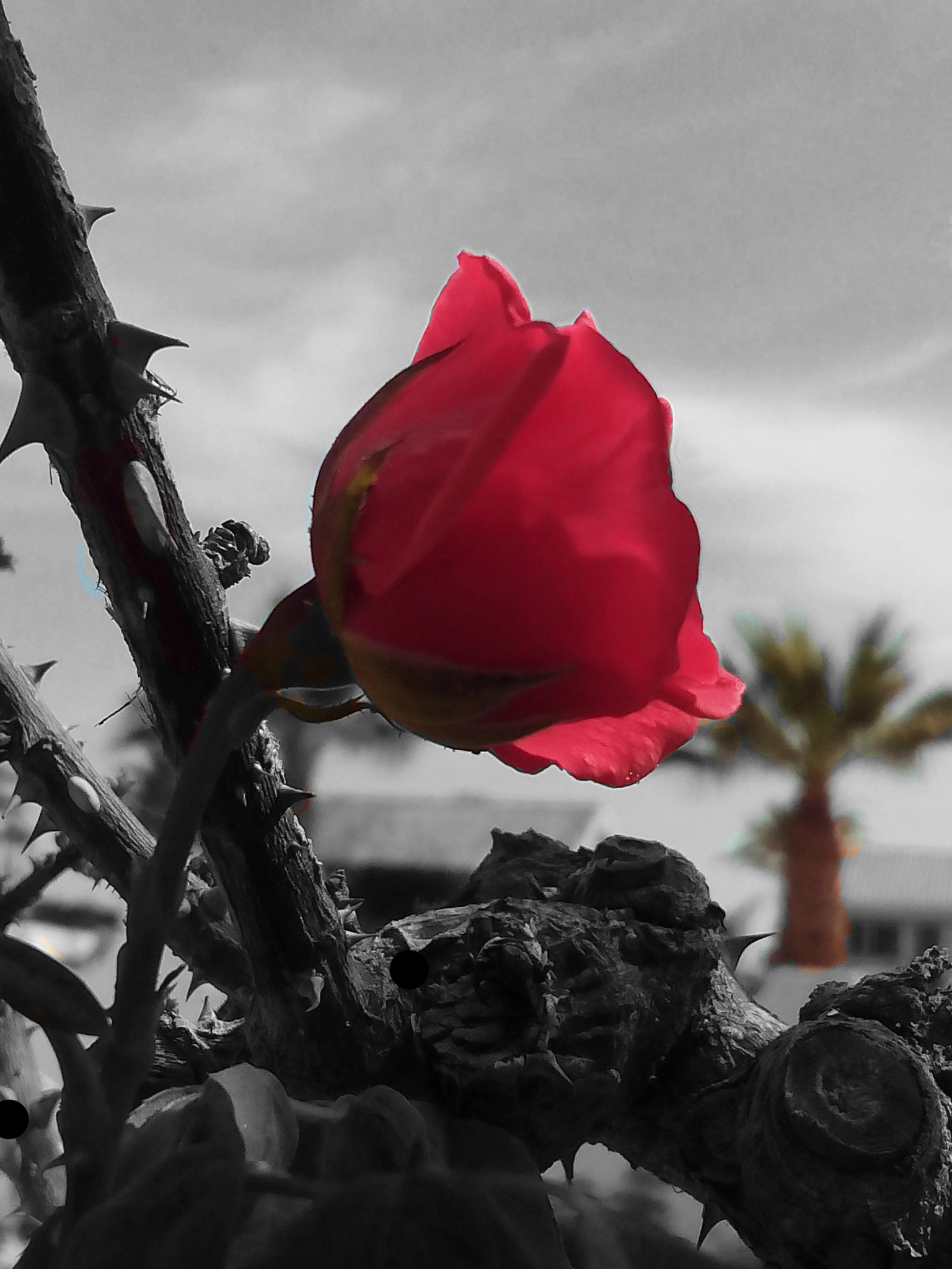 bq Aquaris E5 HD sample photo. Rosa roja photography