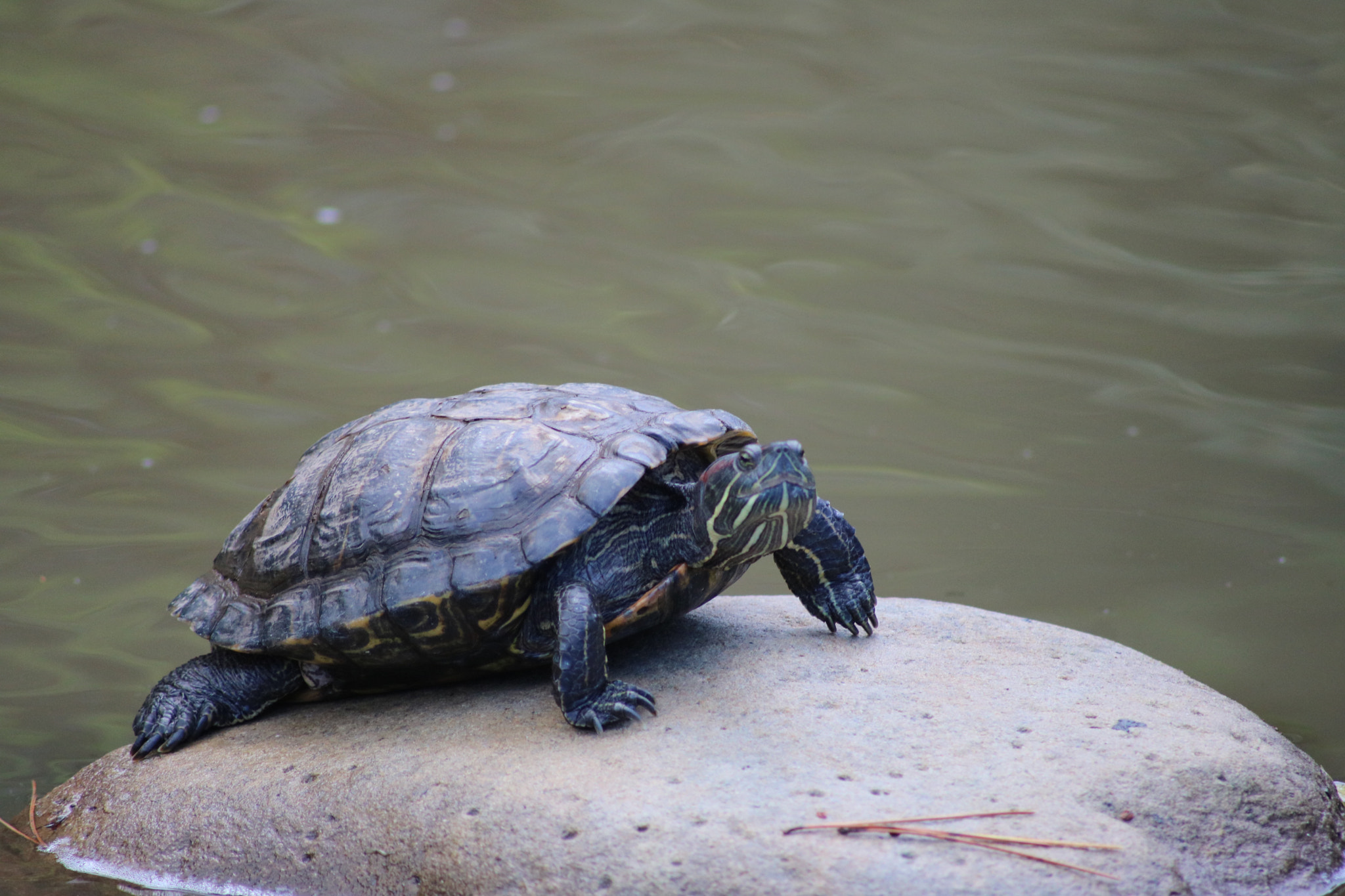 Canon EOS 750D (EOS Rebel T6i / EOS Kiss X8i) + Canon 70-300mm sample photo. Turtle at hakone gardens photography