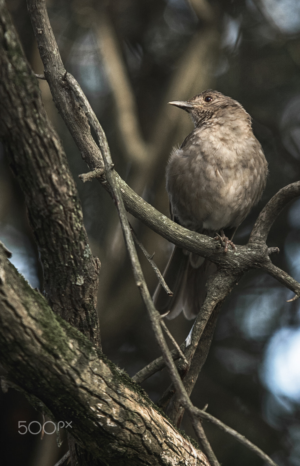 Sigma 70-200mm F2.8 EX DG OS HSM sample photo. Turdus amaurochalinus photography