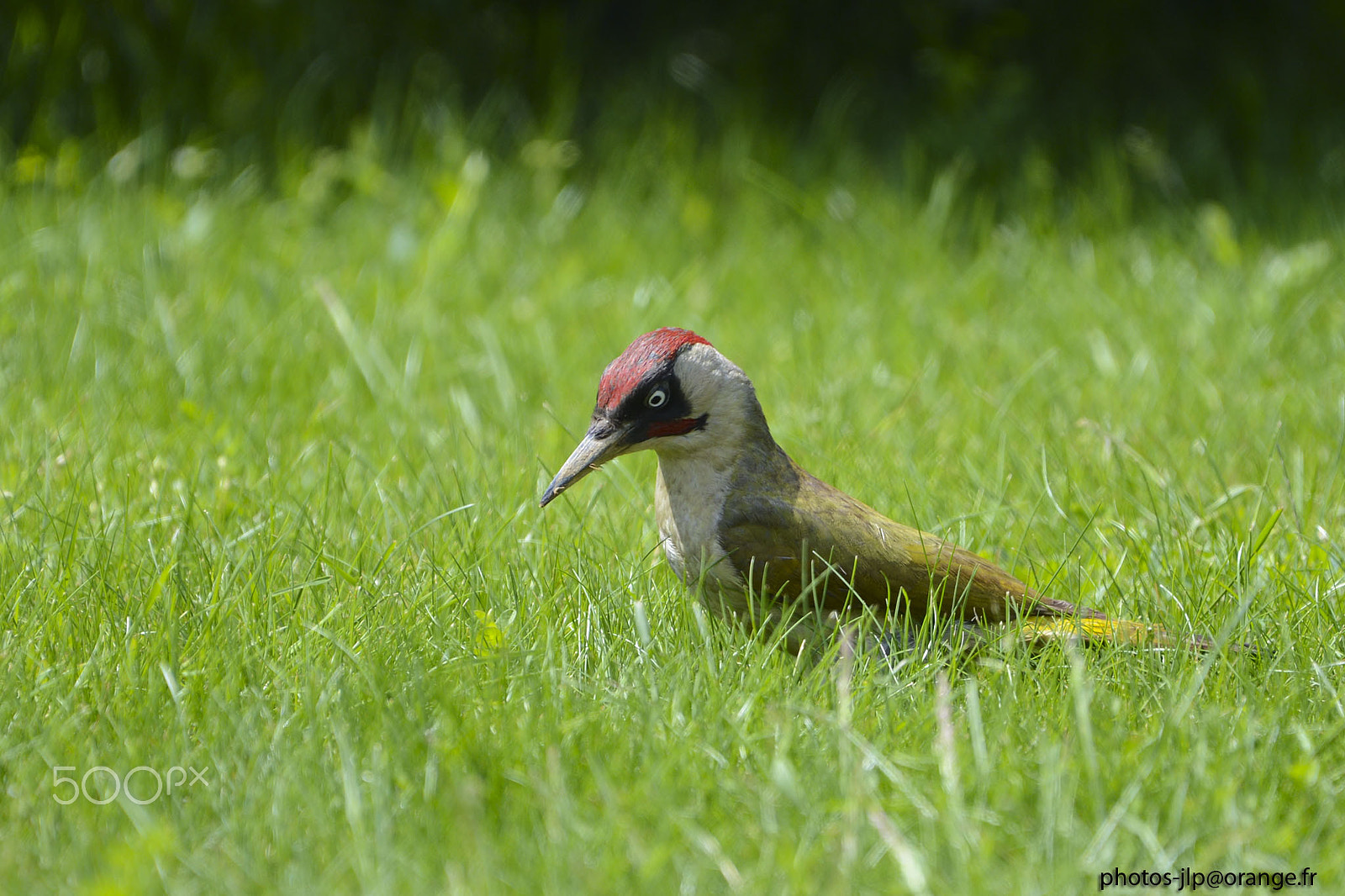 Nikon D4 + Nikon AF Nikkor 50mm F1.8D sample photo. Woodpecker photography