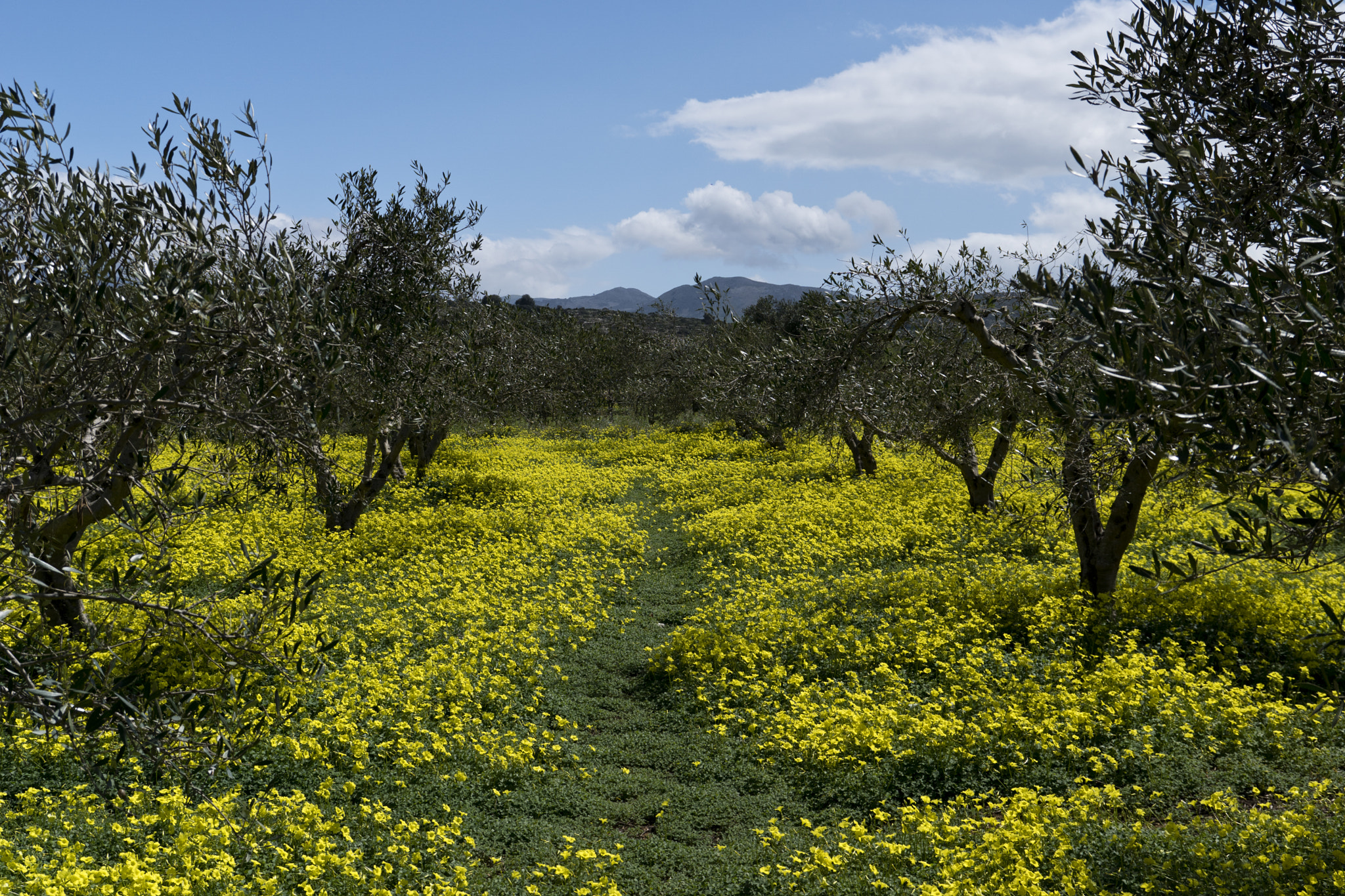 Sony ILCA-77M2 sample photo. Between the olive trees photography