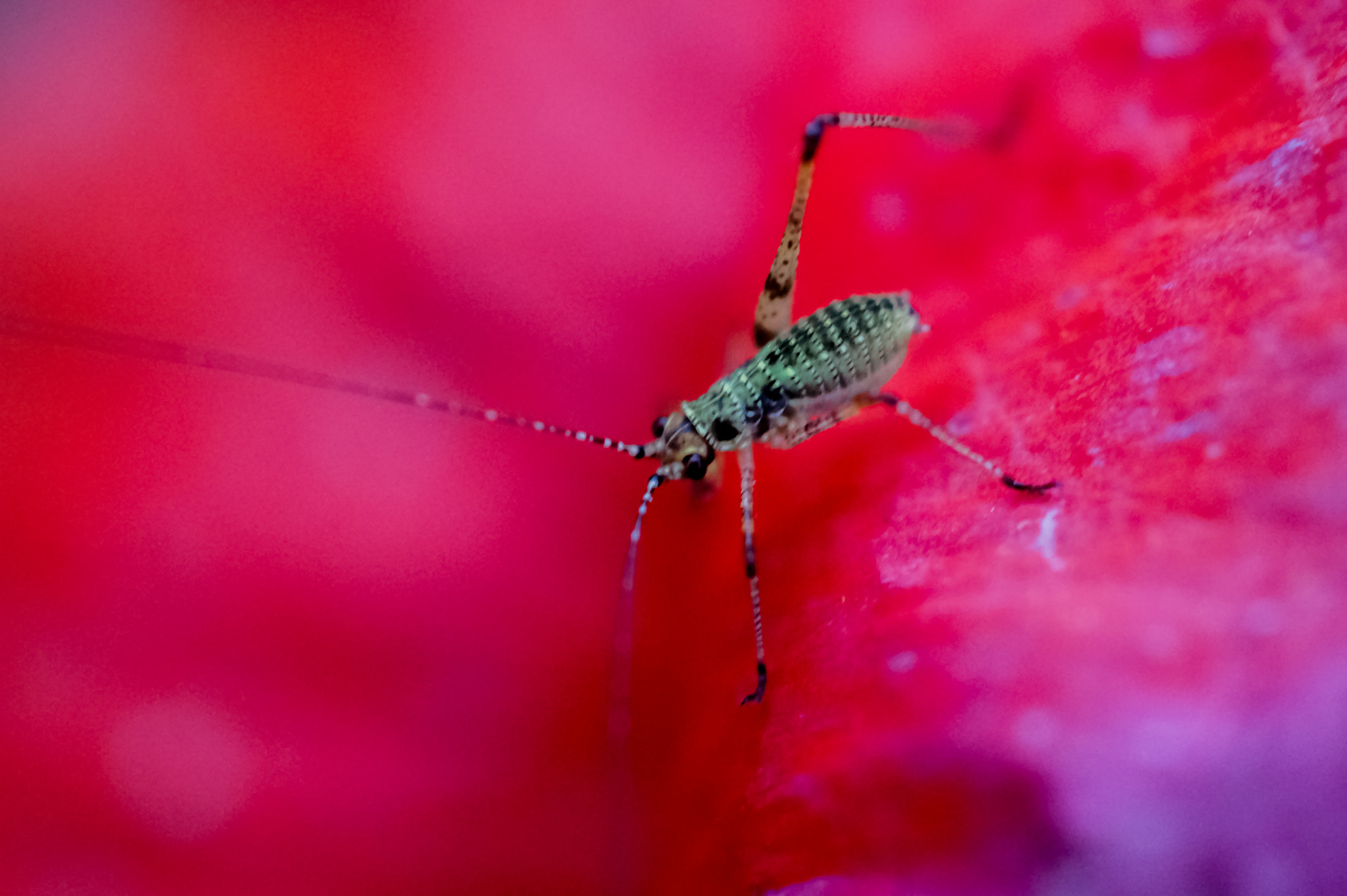Sony SLT-A58 + MACRO 50mm F2.8 sample photo. Bug in a flower photography