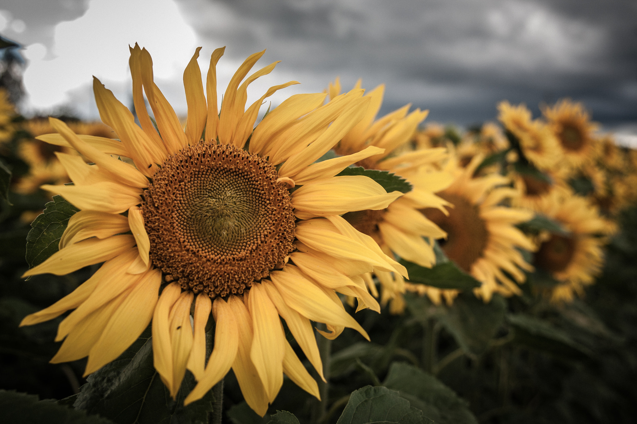 Canon EOS-1D Mark III sample photo. Sunflower photography