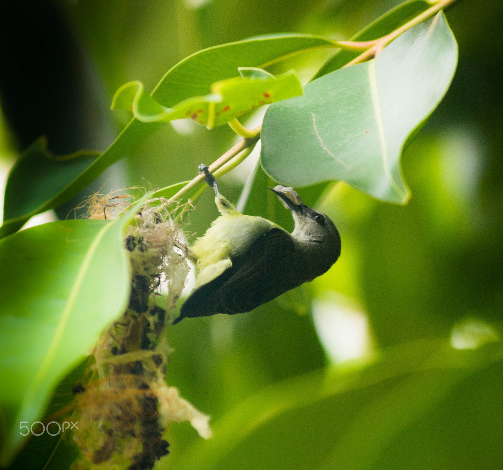 Sigma 70-300mm F4-5.6 APO DG Macro sample photo. A bird is safe in its nest!! photography